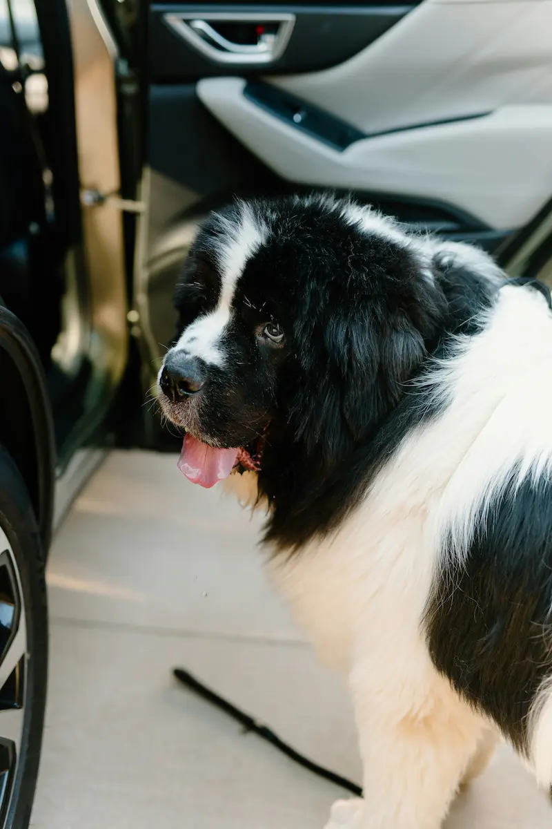 Dueño con perro pequeño esperando junto a un coche negro en la acera del aeropuerto