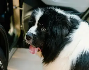 Owner traveling with pet